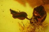 Fossil Cicada Larva and Multiple Flower Stamen in Baltic Amber #159827-5